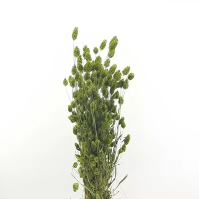 Phalaris olanda verde oliva (gr.150)