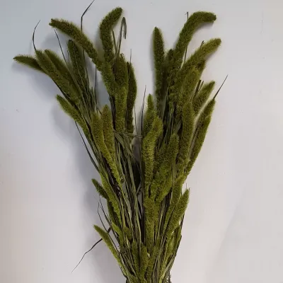 Setaria olanda verde (gr.250)