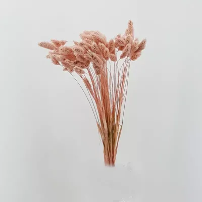 Phalaris italia rosa (gr.100)