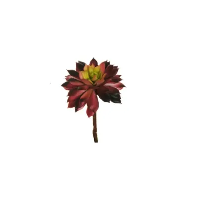 Aeonium cm. 11,5 burgundy (pz.12)