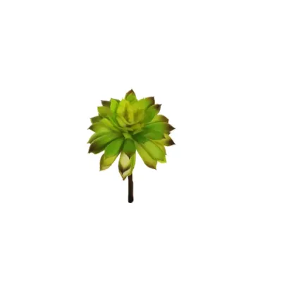 Aeonium cm. 11,5 verde (pz.12)