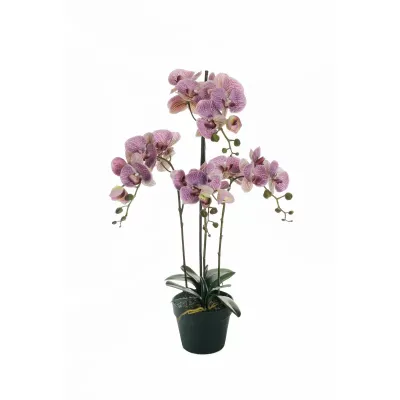 Cv-phalaenopsis cm. 080 purple
