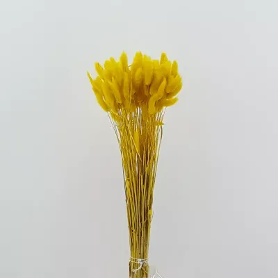 Lagurus giallo (gr.100)