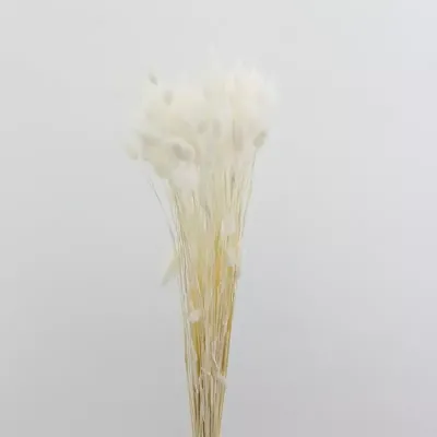 Lagurus bianco (gr.100)