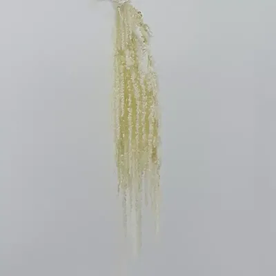 Amaranthus caudatus bianco (gr.100)