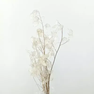 Lunaria sfogliata naturale  (gr.40)