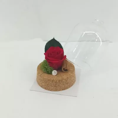 Rosa preserv.in campana h.10 rosso