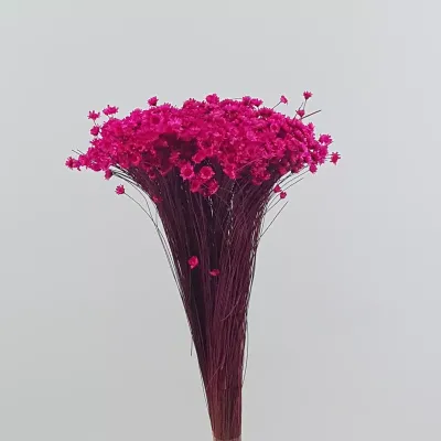 Glixia extra fucsia (gr.100)