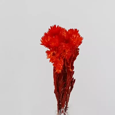 Caplume mazzo rosso (gr.35)