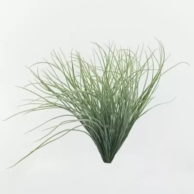 Bear grass cm.55 verde