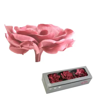 Gardenia preservata cherry (pz.3)