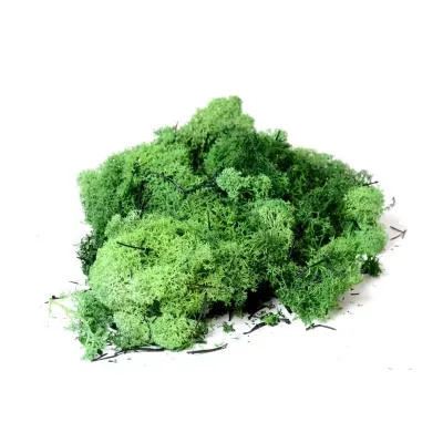 Muschio nordico verde 500gr