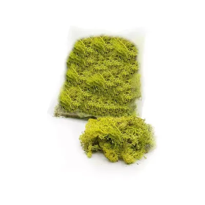 Muschio nordico verde chiaro 1kg