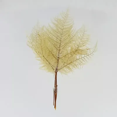 Felce di bosco preservata bianco (pz.5)
