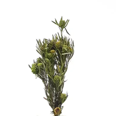 Salignum female  verde (gr.75)