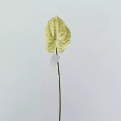 Anthurium stelo cm.70 bianco