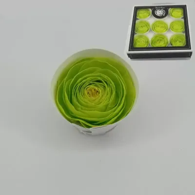 Ranuncolo pres. d.06 verde (pz.9)