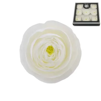 Ranuncolo pres. d.06 bianco (pz.9)