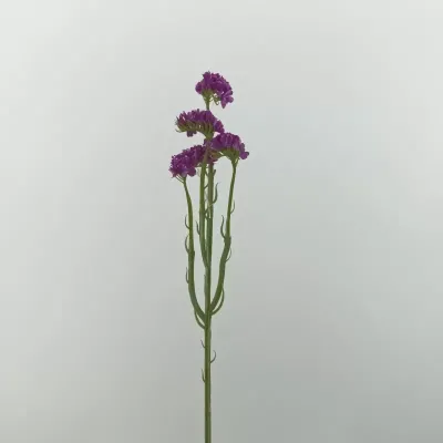 Statice sinuata fuxia