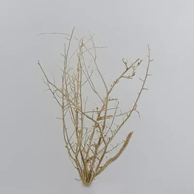 White bush cm.50 bianco (pz.5)