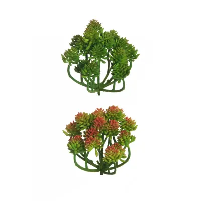 Sedum album cm.21 assortito (pz. 6)