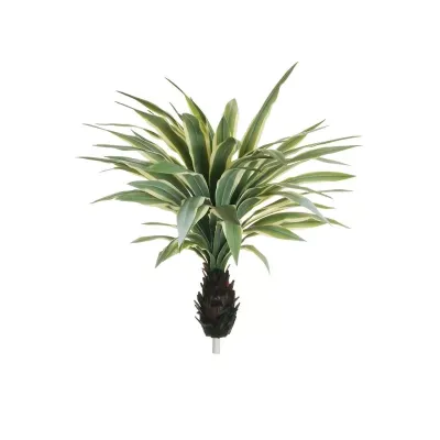 Agave pianta h.100 variegata