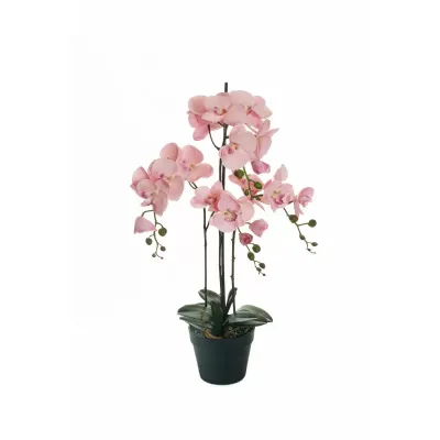 Cv-phalaenopsis cm. 080 rosa