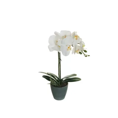 Cv-phalaenopsis cm. 040 bianco