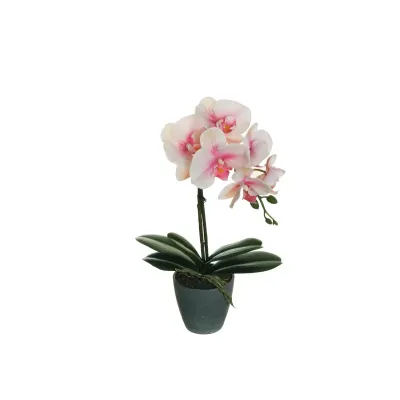 Cv-phalaenopsis cm. 040 rosa