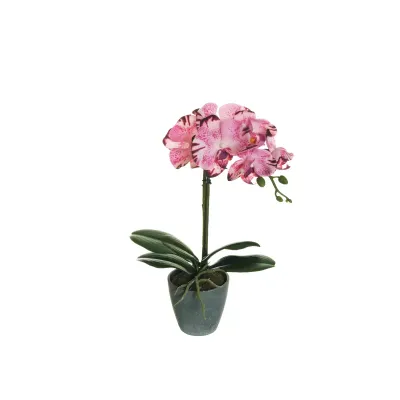 Cv-phalaenopsis cm. 040 fucsia