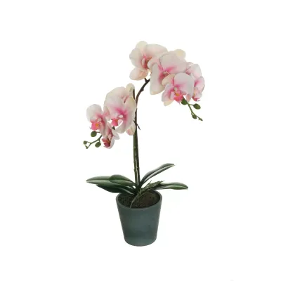 Cv-phalaenopsis cm. 048 rosa