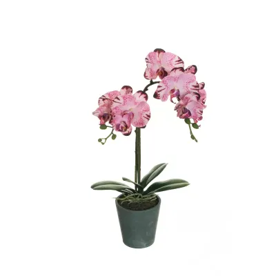 Cv-phalaenopsis cm. 048 fucsia