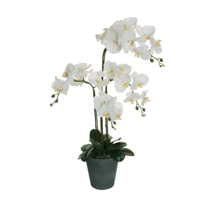 Sv-phalaenopsis cm. 078 bianco