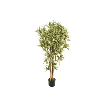 Dracena reflex h.150 variegata