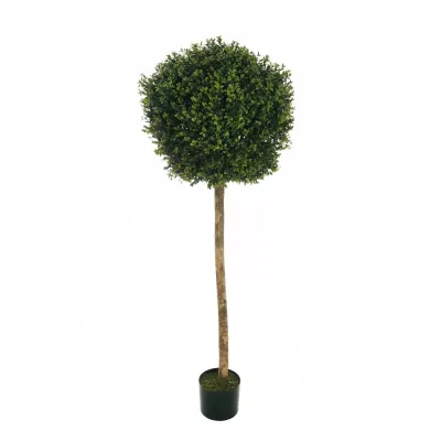 Cv-boxwood plant h.150 verde