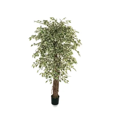Ficus benjamin h.180 variegato