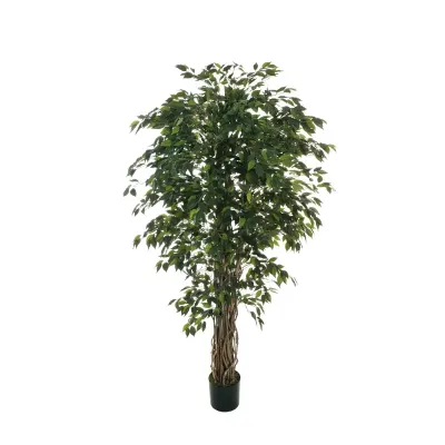 Cv-ficus benjamin h.180 verde