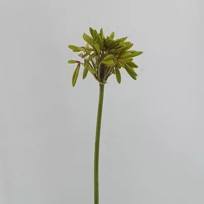 Agapanthus ramo cm.85 verde