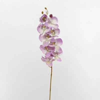 Phalaenopsis stelo cm.93 lilac