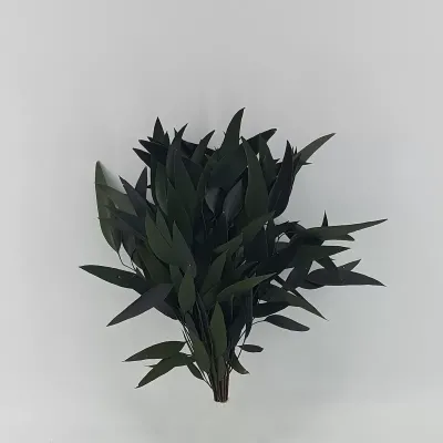 Eucaliptus willow preservato verde (gr.120)