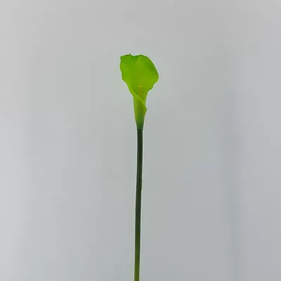 Calla singola cm.80 verde