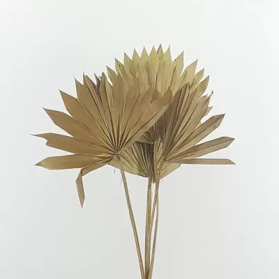 Palm sun medio naturale (pz.5)