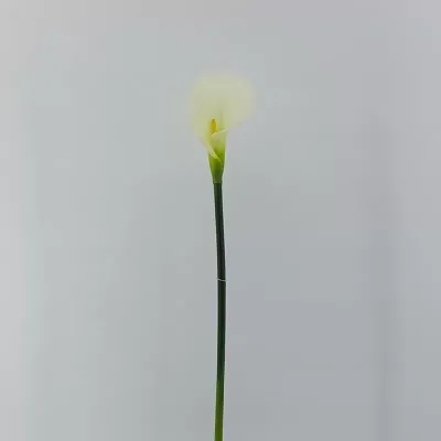 Calla singola cm.80 bianco