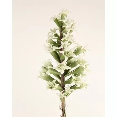 Foam delphinium cm.90 mauve