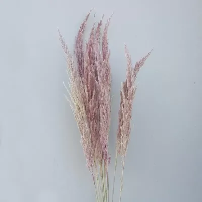 Ginerium naturale rosa cm.120 (pz.10)