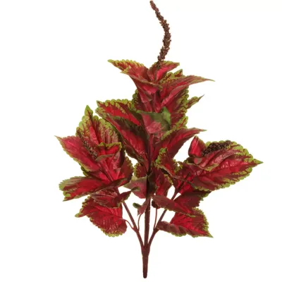 Sv - coleus plant cm.66 verde-rosso
