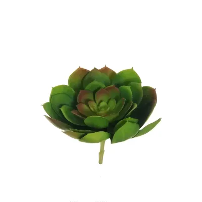 Echeveria  verde