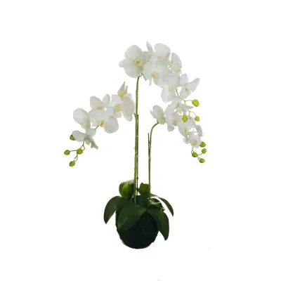 Sv-phalaenopsis cm. 83