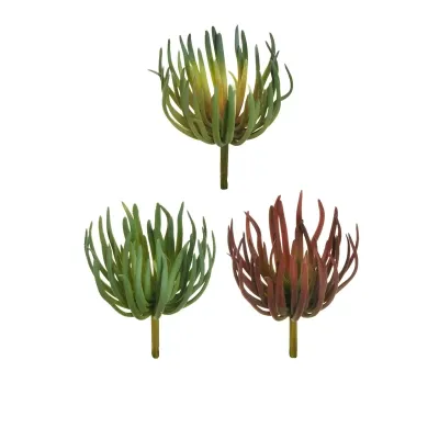 Anemone succulent mix color