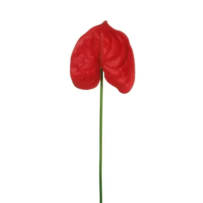 Anthurium cm.66 rosso